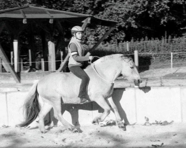 Pferd Kalle-Blomquist (Fjordpferd, 1995, von Kolja Halsnæs)