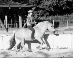 horse Kalle-Blomquist (Fjord Horse, 1995, from Kolja Halsnæs)