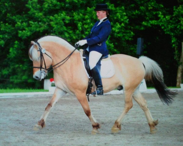 Pferd Calipso 79 (Fjordpferd, 2001, von Heia Gutt N.2633)
