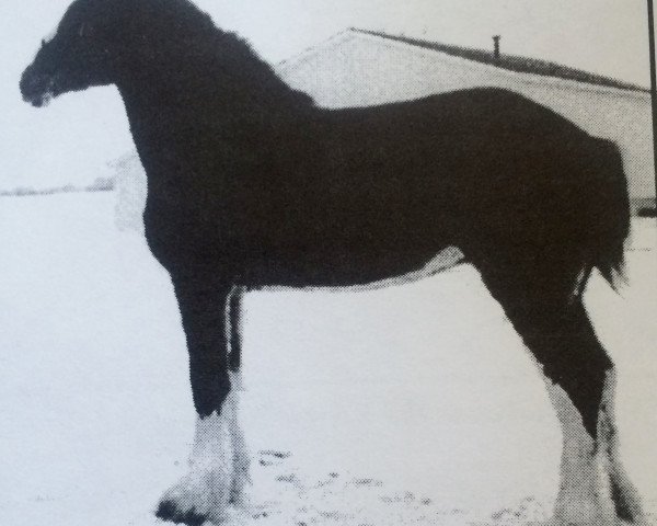 broodmare Lady Kassy of Grandview (Clydesdale, 2001, from Maple Brook Patrick)