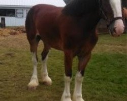 horse Lady Barbara of Monarrch (Clydesdale, 2009, from Grandview Eli's Kernel)