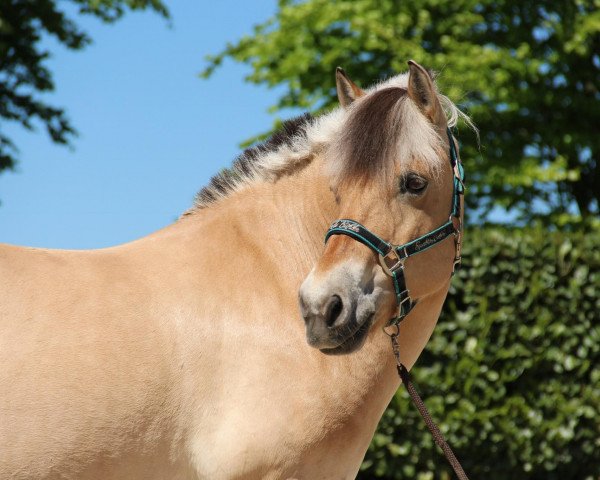 horse Elize (Fjord Horse, 2008, from Balony)