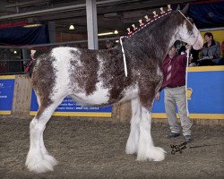 Zuchtstute La Coulèe Stone Tina (Clydesdale, 2009, von Green Leaf Stepping Stone)