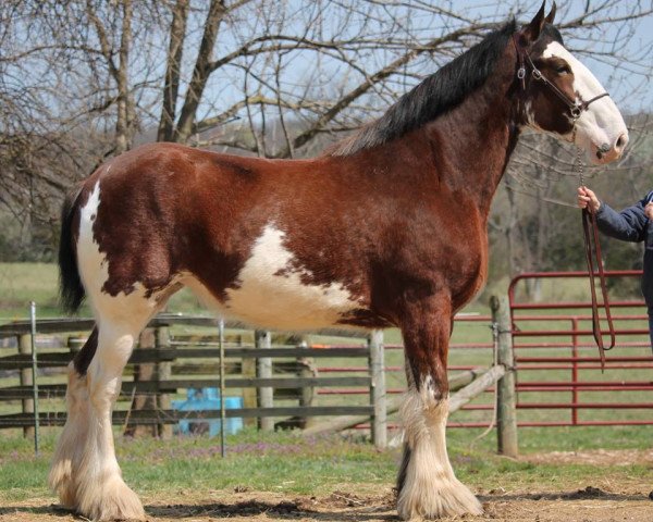 Zuchtstute La Coulèe Stone Maria (Clydesdale, 2008, von Green Leaf Stepping Stone)