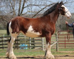 Zuchtstute La Coulèe Stone Maria (Clydesdale, 2008, von Green Leaf Stepping Stone)