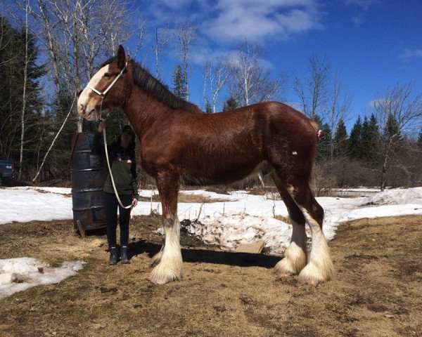 horse La Coulèe Sherman Nathan (Clydesdale, 2014, from Greenwood Farm's Sherman)