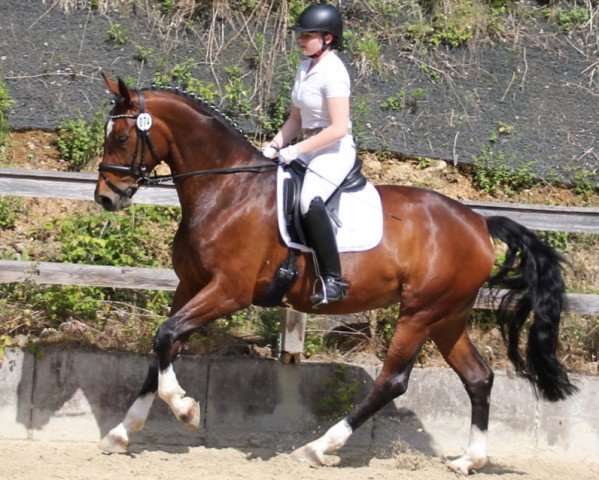 dressage horse Fleur de Lys (Oldenburg, 2009, from Fidertanz)