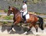 dressage horse Fleur de Lys (Oldenburg, 2009, from Fidertanz)