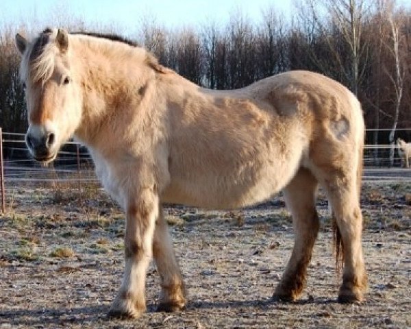 Zuchtstute Leika 316 (Fjordpferd, 1991, von Sebastian)