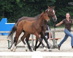 broodmare Cantara 119 (Holsteiner, 2015, from Canstakko)