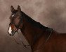 dressage horse Bonny 838 (Hanoverian, 2010, from Barclay 20)