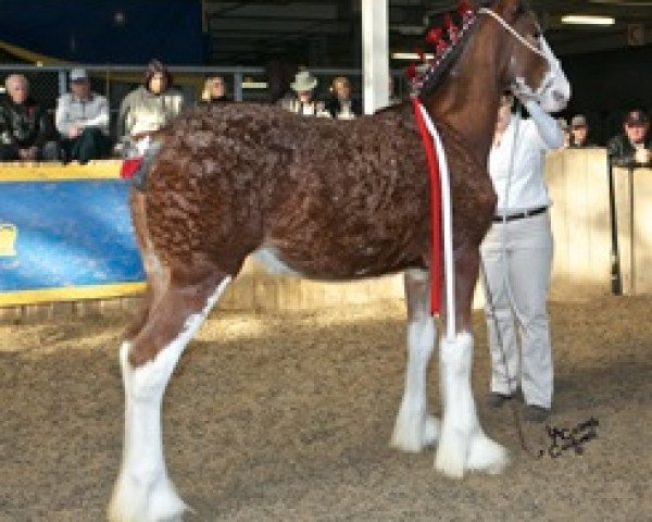 Pferd La Coulèe Sherman Mira (Clydesdale, 2013, von Greenwood Farm's Sherman)