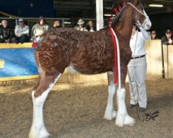 horse La Coulèe Sherman Mira (Clydesdale, 2013, from Greenwood Farm's Sherman)