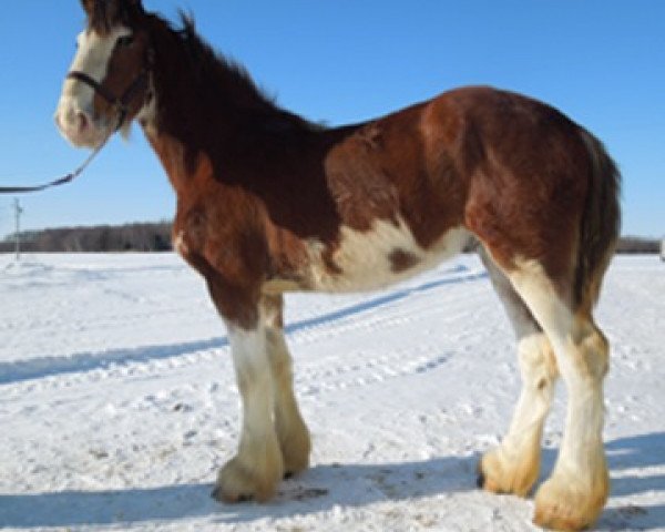 Pferd La Coulèe Sherman Jake (Clydesdale, 2011, von Greenwood Farm's Sherman)