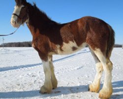 Pferd La Coulèe Sherman Jake (Clydesdale, 2011, von Greenwood Farm's Sherman)