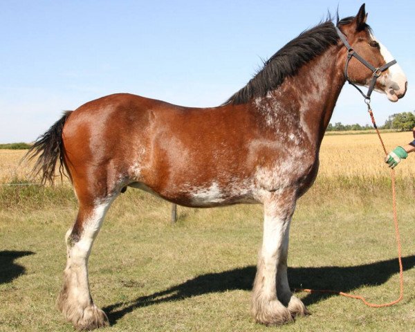 broodmare O'Villa Lady Victoria (Clydesdale, 2000, from Greendykes Sunset)