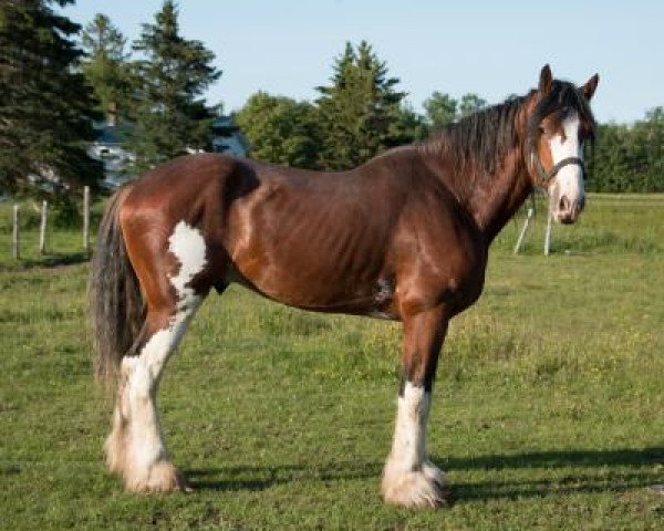 Pferd La Coulèe Sherman Franky (Clydesdale, 2013, von Greenwood Farm's Sherman)