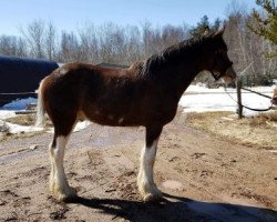 Pferd La Coulèe Royal Bourbon (Clydesdale, 2017, von Cedarlane Royal)