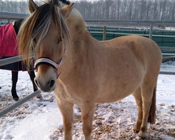 Pferd Ulrissa (Fjordpferd, 1999, von Ohlsen Junior)