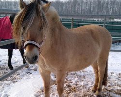 Pferd Ulrissa (Fjordpferd, 1999, von Ohlsen Junior)