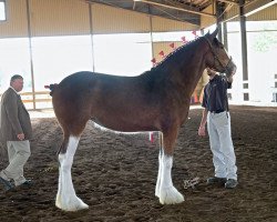 horse La Coulèe Royal Bess (Clydesdale, 2015, from Cedarlane Royal)