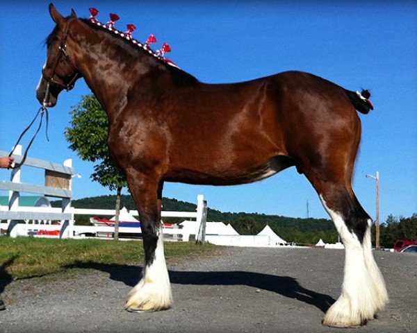 Zuchtstute La Coulèe Doyle Nancy (Clydesdale, 2007, von Willow Way Doyle)