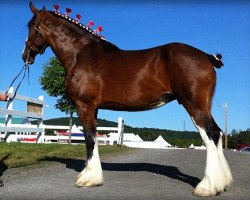 broodmare La Coulèe Doyle Nancy (Clydesdale, 2007, from Willow Way Doyle)