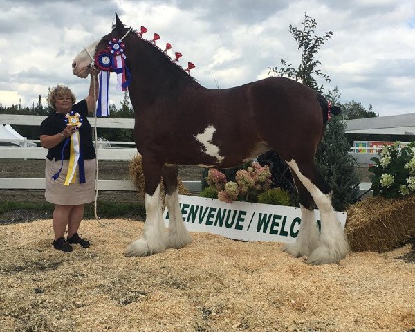 Pferd La Coulèe Phoenix Roxie (Clydesdale, 2009, von S B H Phoenix)