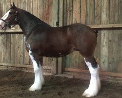 broodmare La Coulèe Doyle Britany (Clydesdale, 2007, from Willow Way Doyle)