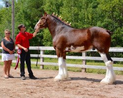 Pferd La Coulèe Doyle Bonzai (Clydesdale, 2010, von Willow Way Doyle)