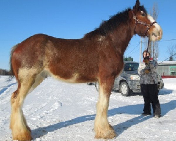 horse La Coulèe Doyle Arno (Clydesdale, 2009, from Willow Way Doyle)