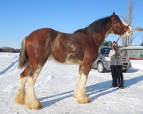 Pferd La Coulèe Dominator Zeus (Clydesdale, 2009, von Deighton Dominator)