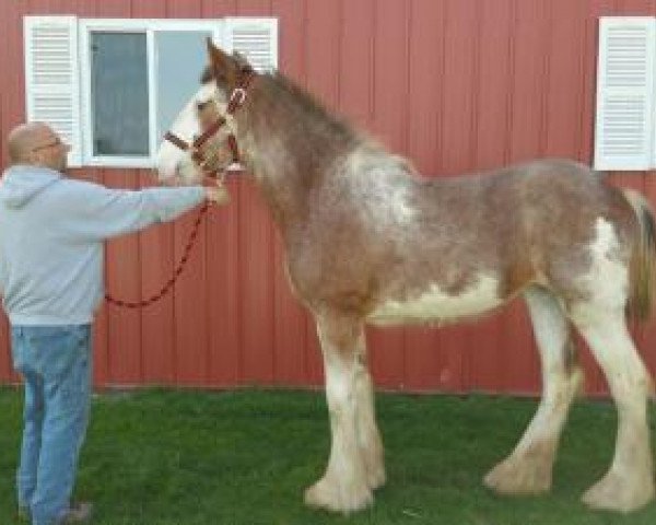 Pferd L.R. Josie (Clydesdale, 2016, von H.M.H. Rockin Bentley)