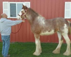 Pferd L.R. Josie (Clydesdale, 2016, von H.M.H. Rockin Bentley)