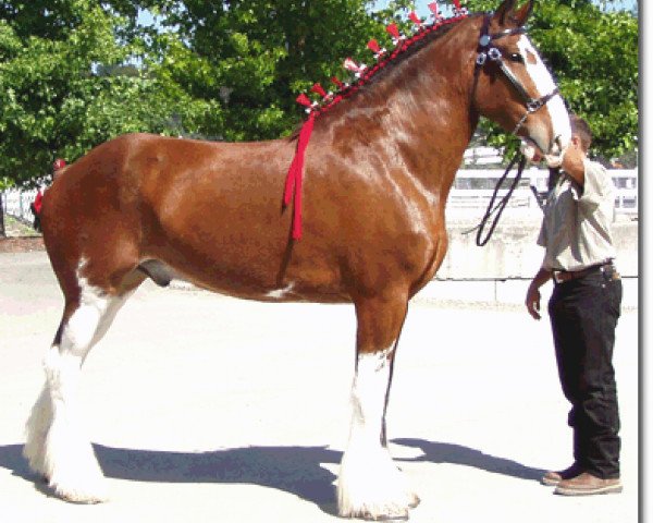 horse Kripple K's In-Kwizative (Clydesdale, 1999, from Thistle Ridge Argyll Hugh)