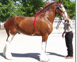 horse Kripple K's In-Kwizative (Clydesdale, 1999, from Thistle Ridge Argyll Hugh)