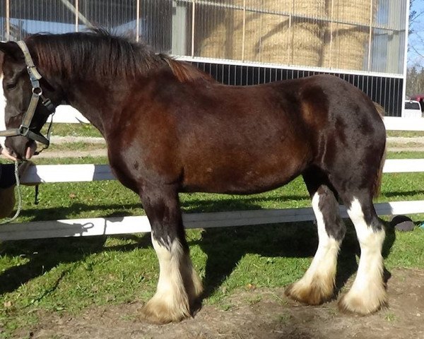 broodmare Knotty Pine Tiny (Clydesdale, 2009, from Twin Oaks HP Colby)