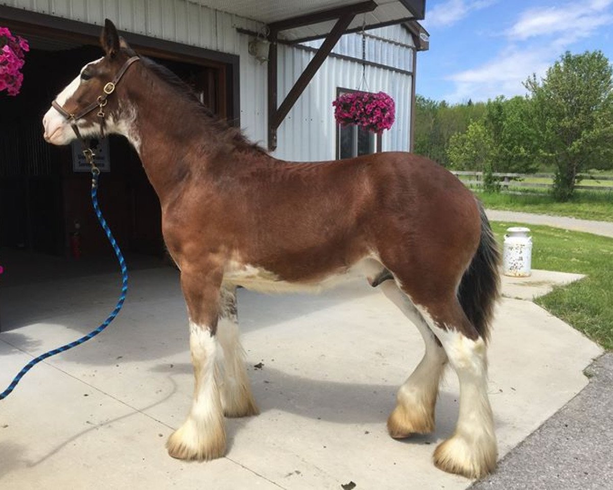 horse Knollbrook Argyll David (Clydesdale, 2012, from Knollbrook Argyll Chester)