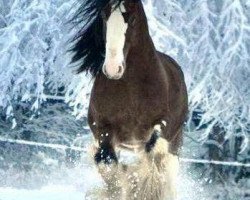 Deckhengst Westedge Question Mark (Clydesdale, 2006, von Aghadowey Prince William)