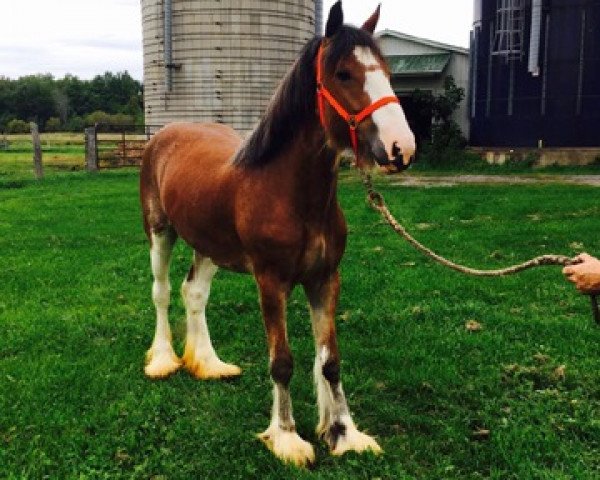 Pferd KLM Elsa (Clydesdale, 2014, von Westedge Question Mark)