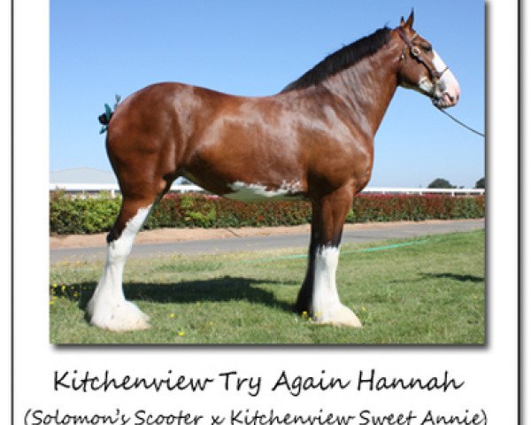 broodmare Kitchenview Try Again Hannah (Clydesdale, 2002, from Solomon's Scooter)