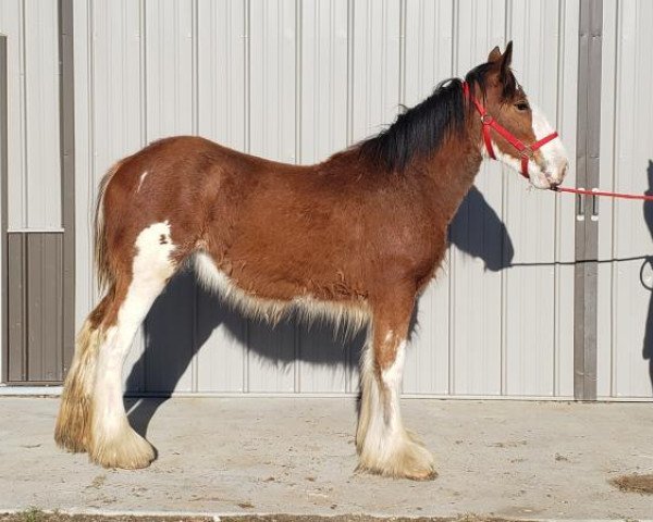 horse Kiss My Sass of Crushin' Trance (Clydesdale, 2018, from Iron Horse MM Steele)