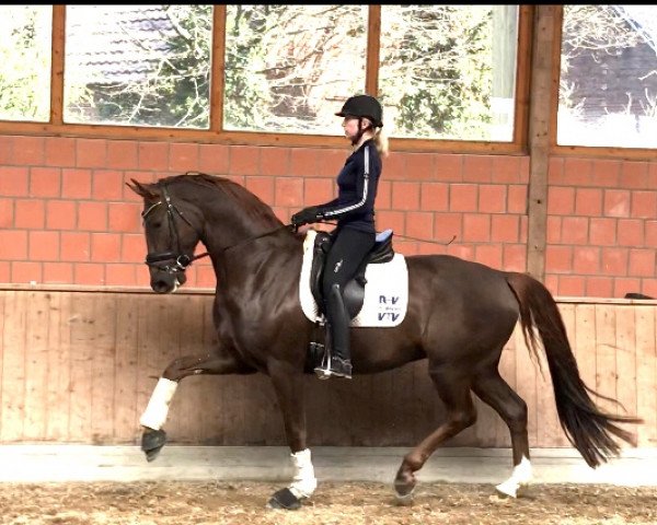 dressage horse For Magic Equesta FRH (Hanoverian, 2015, from For Romance I)