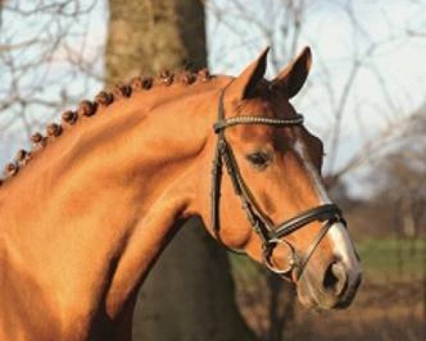 stallion Lehmann (Hanoverian, 2004, from Londonderry)