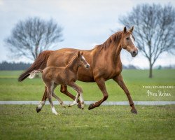 Springpferd Lady Valentine (Hannoveraner, 2020, von Lamberk's Lord Landcrack)