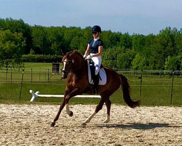 dressage horse Bella Bambina 4 (Hanoverian, 2012, from Bonard de Charry)