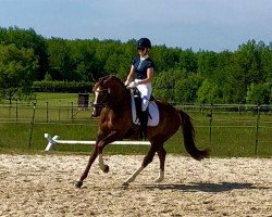 dressage horse Bella Bambina 4 (Hanoverian, 2012, from Bonard de Charry)