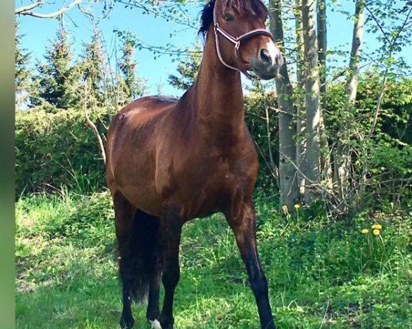 horse Chocolate VAP (Pura Raza Espanola (PRE), 2010, from Hispano XLII)