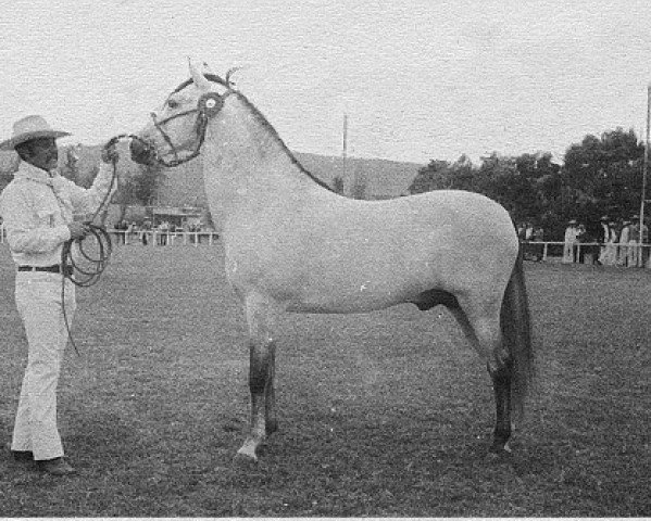 stallion SR Saturno (Peruvian Paso, 1973, from SR Polaris)