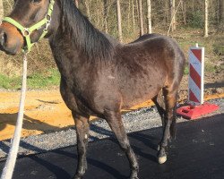 horse Sorento v.d.Geest (German Riding Pony, 2010, from Sandro)